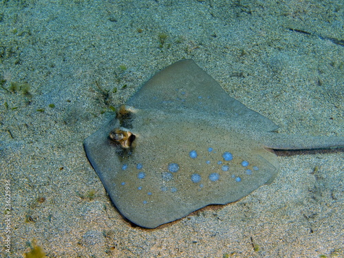 Stingray