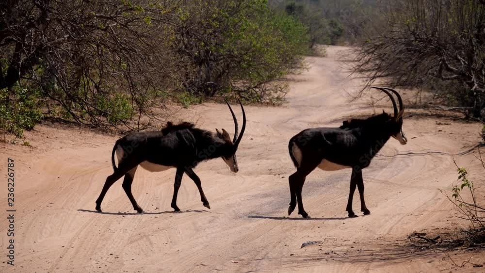 Sable antelope in Chobe National Park, Botswana