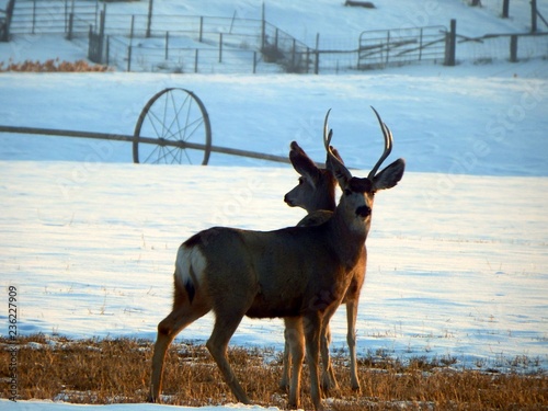 Winter Deer