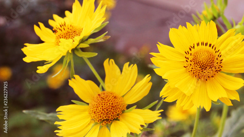 flowers in a picture