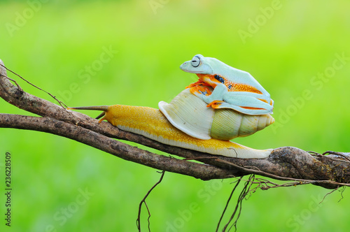 Frog with snail, Flying Frog,