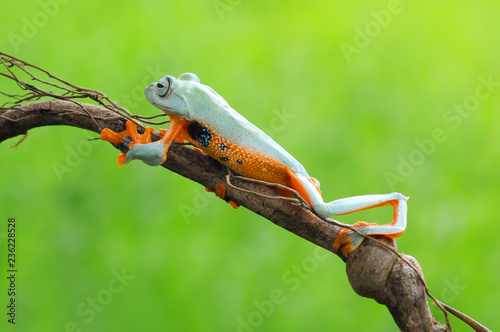 Frog with snail, Flying Frog,