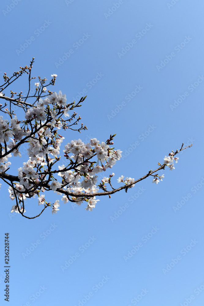 桜2 桜2