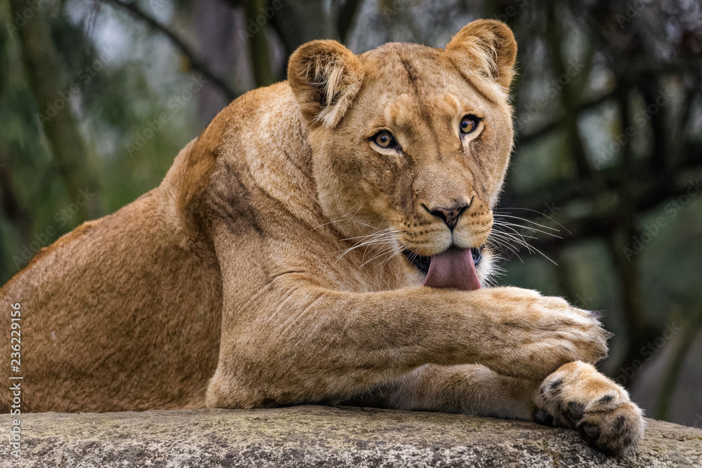 Fototapeta premium Lioness cleaning her fur