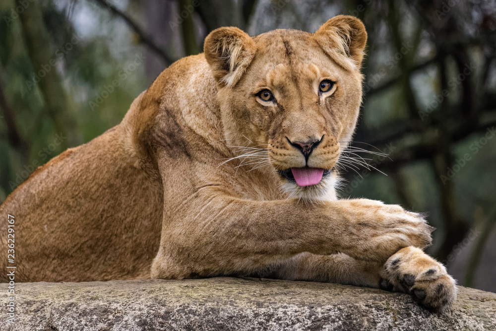 Fototapeta premium Lioness cleaning her fur