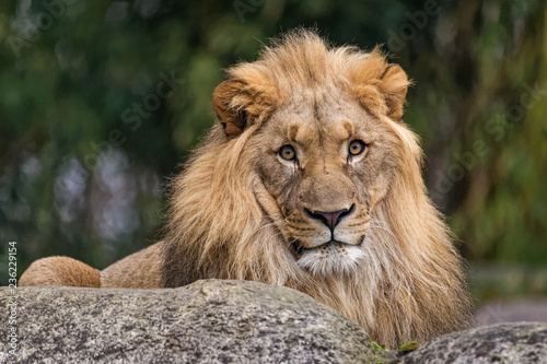 Closeup of a male lion sitting on a rock