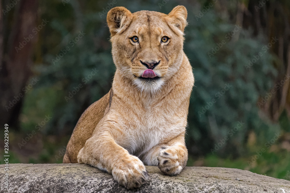 Naklejka premium Lioness sitting on a rock