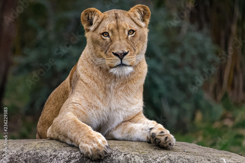 Lioness sitting on a rock