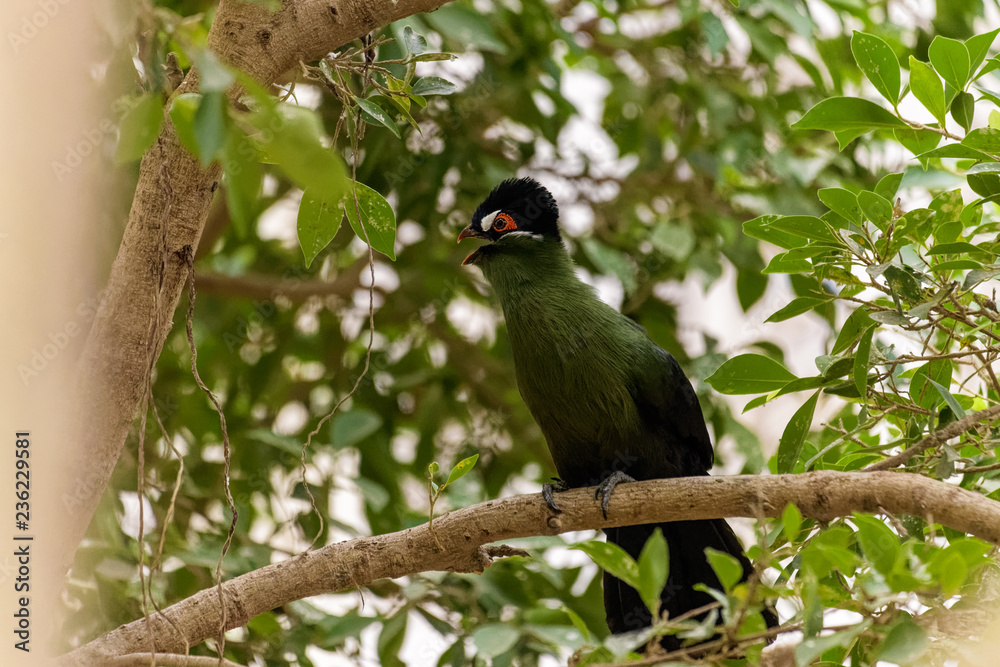 Hartlaubs turaco looking for nesting material in a tree