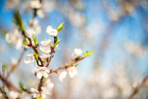 Spring photo of a blossoming tree close-up and space for text. Natural texture of a flowering tree.