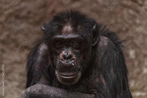 Close up of a male chimpanzee