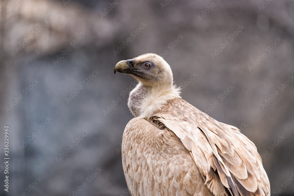 Close up of a one eyed eurasian griffon Close up of a one eyed eurasian griffon