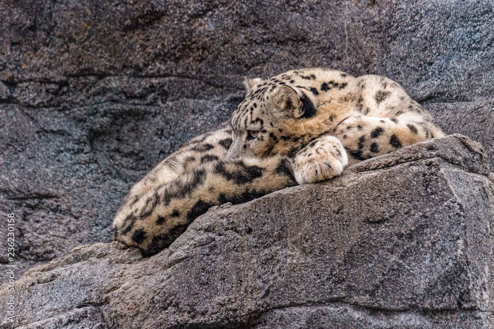 Snow leopard sleeping on a rock Snow leopard sleeping on a rock