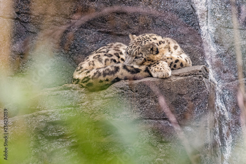 Snow leopard sleeping on a rock