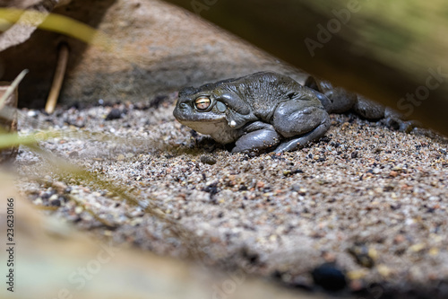 Sonoran desert toad under a tree