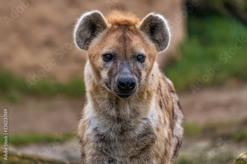 Close up of a spotted hyena