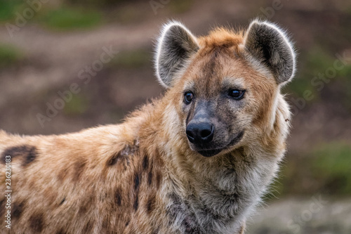 Obraz na plátně Close up of a spotted hyena