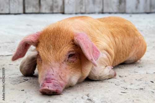 Red-haired Pig Duroc sleeping in studio.  New Year 2019 Yellow Pigs. Сoncept of healthy lifestyle in nature, love of peace, vegan, vegetarian style, respect for nature © galitsin