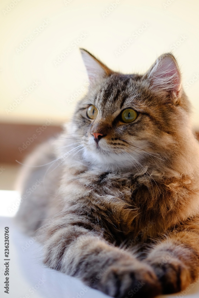 Cat pet portrait with selective focus.