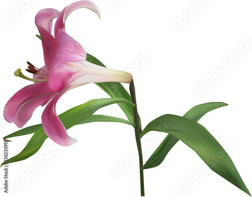dark pink lily single bloom flower on white