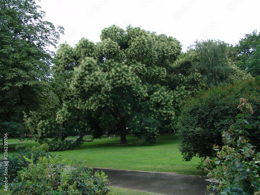 Sofora (Sophora japonica) in fioritura