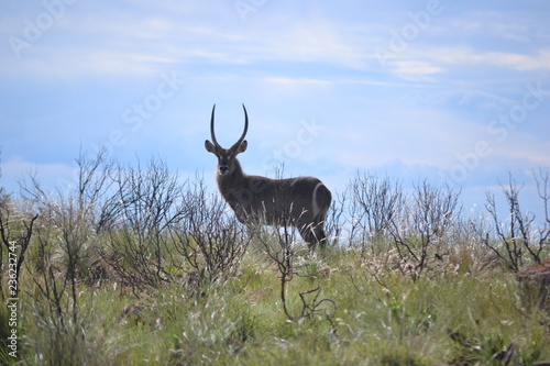 Waterbuck in South Africa © michelle