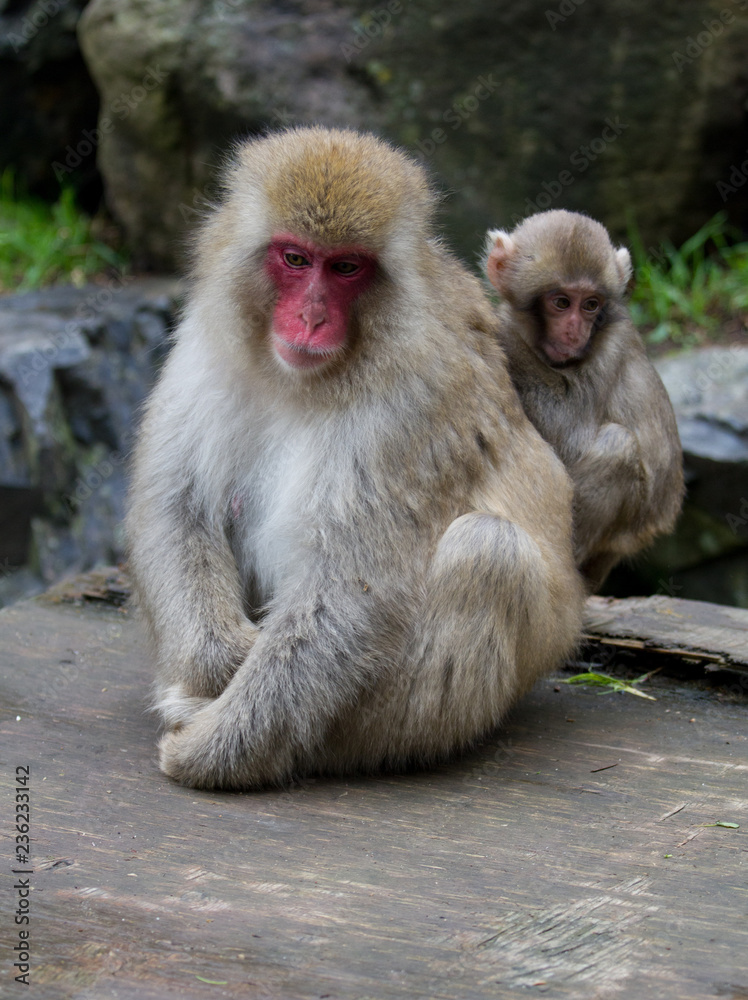 Mother and Baby Japanese Snow Monkey near the thermal hot springs near Nagano, Japan