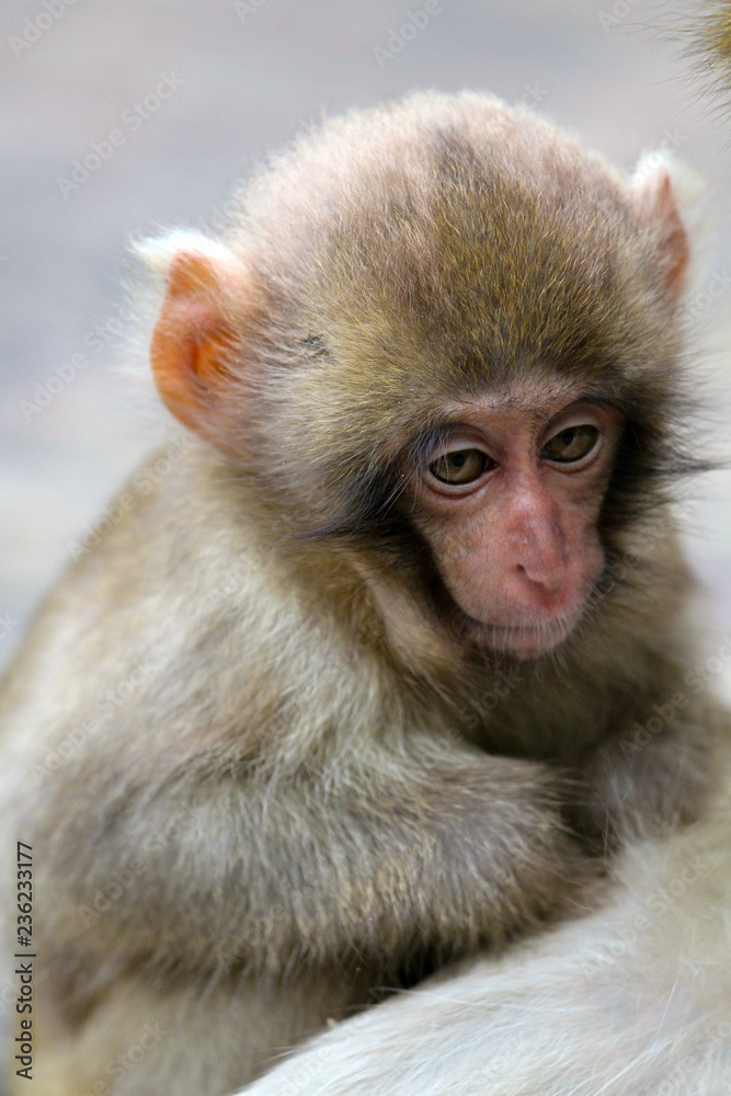 Portrait of a wild baby Japanese Snow Monkey near Nagano, Japan Portrait of a wild baby Japanese Snow Monkey near Nagano, Japan