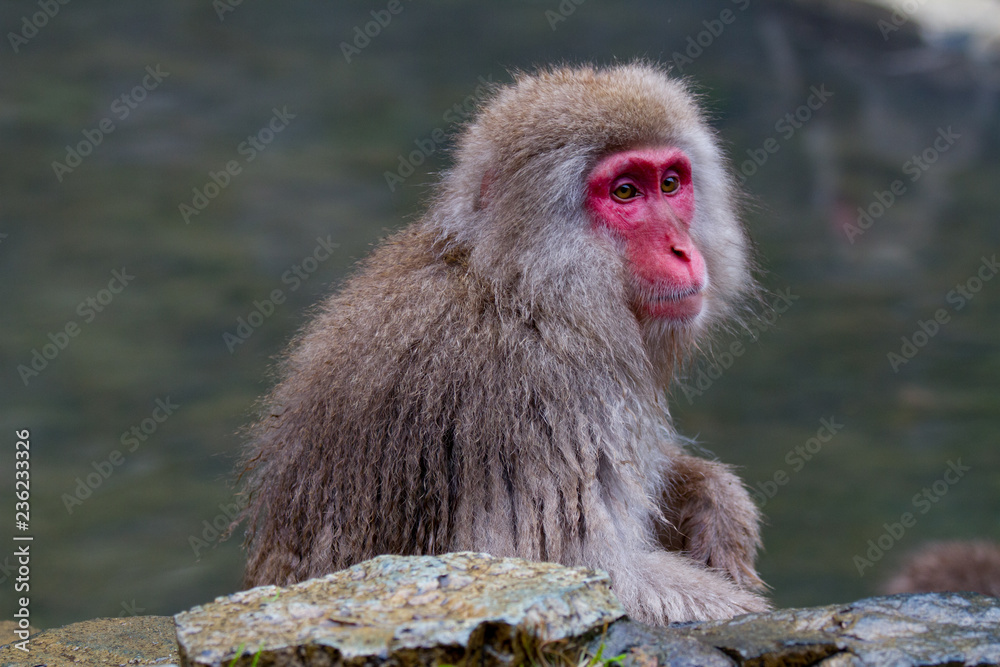 Naklejka premium Japanese Snow Monkey bathing in the thermal hot springs of Jigokudani, Japan
