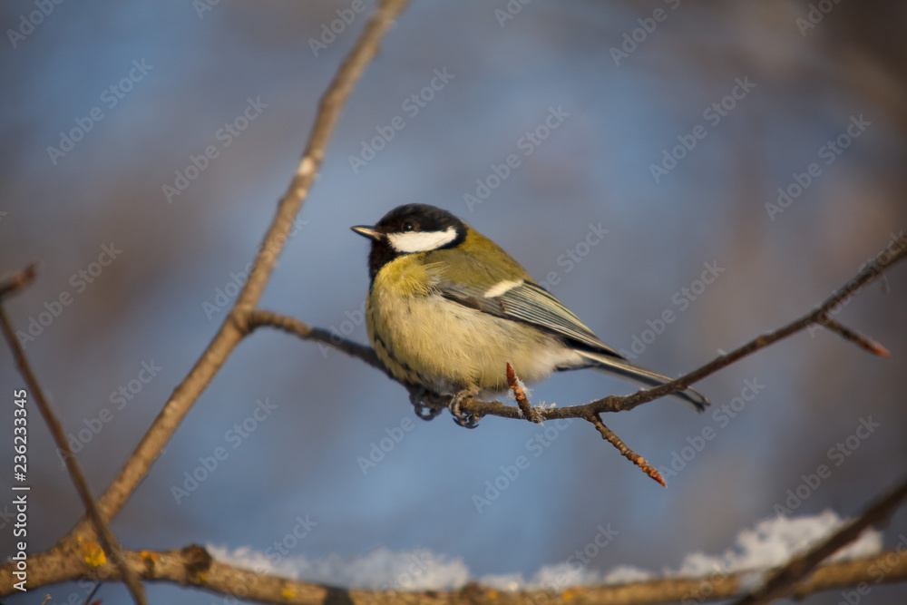 Fototapeta premium A little bird chickadee/ titmouse
