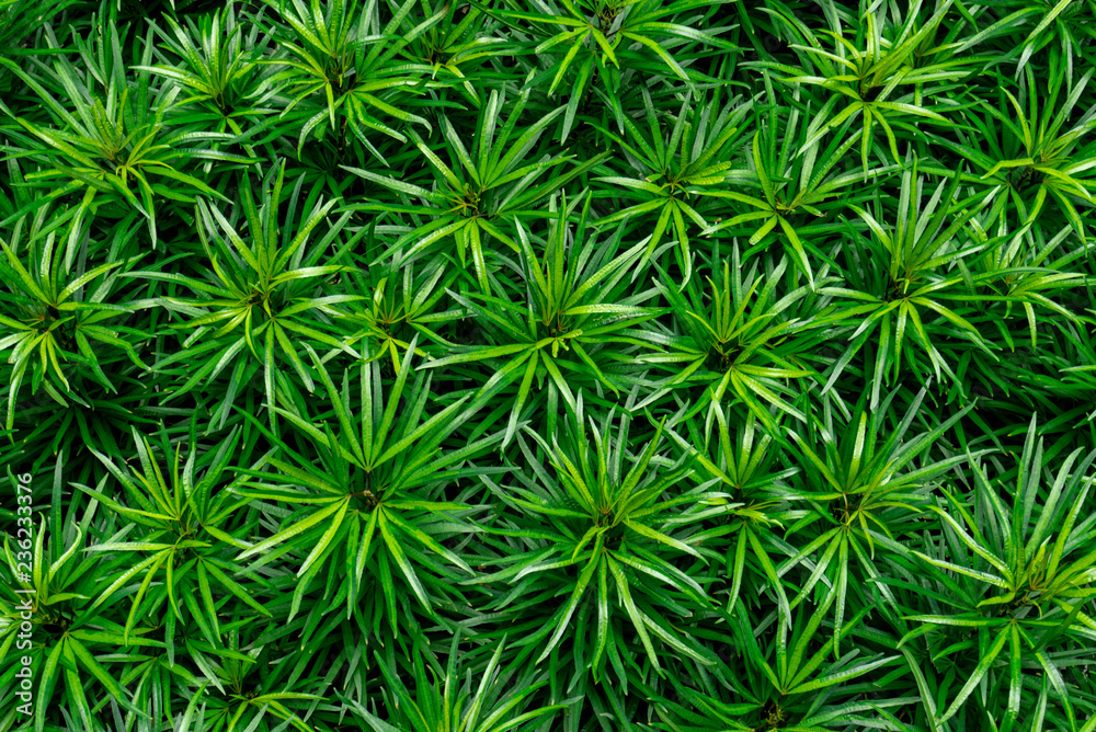 Closeup of green leaves texture background. Green leaves with beautiful pattern in jungle for organic concept. Natural plant in tropic garden. Nature background. Small green leaf in bush background.