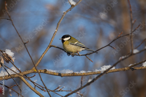 A little bird chickadee/ titmouse