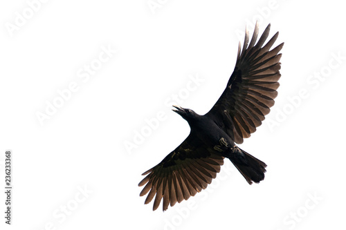 Image of black crow flying on white background. Animal. Black Bird.