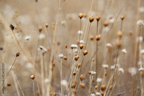 Fototapeta Naklejka Na Ścianę i Meble -  dried field grass and flower in background and nature