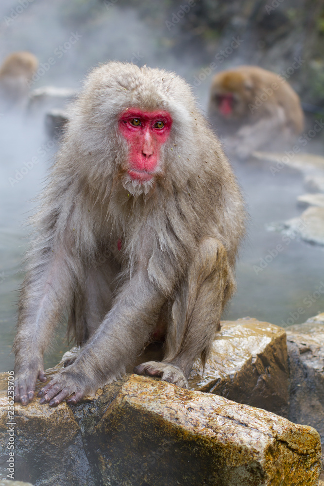Japanese Snow Monkeys bathing in the thermal hot springs at Jigokudani, Japan Japanese Snow Monkeys bathing in the thermal hot springs at Jigokudani, Japan
