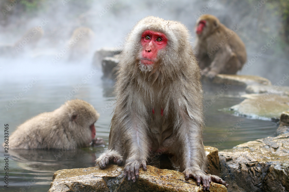 Japanese Snow Monkeys bathing in the thermal hot springs at Jigokudani, Japan Japanese Snow Monkeys bathing in the thermal hot springs at Jigokudani, Japan