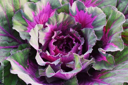 Ornamental cabbage (Flowering kale)
