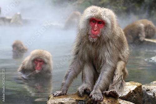 Japanese Snow Monkeys bathing in the thermal hot springs at Jigokudani, Japan © Steve Azer