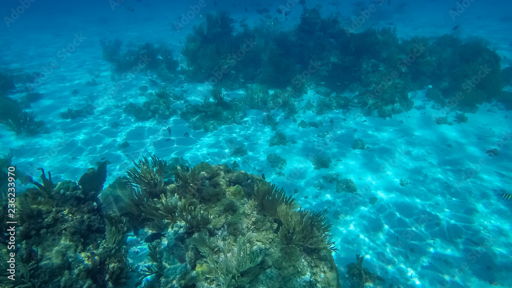 Fototapeta premium Snorkeling in the Cayman Islands