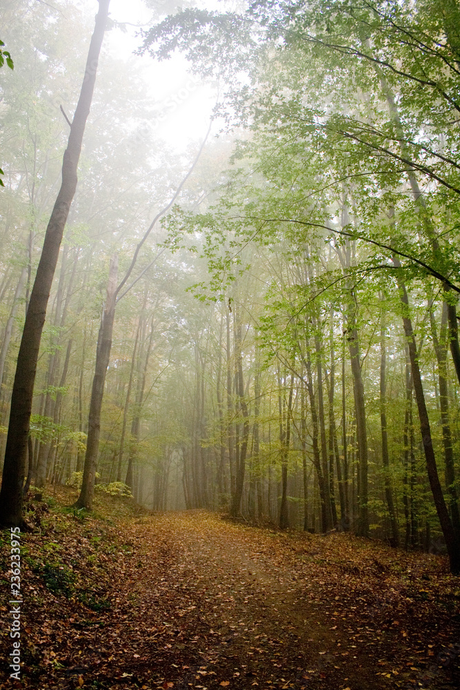 Fototapeta premium Foggy weather in the forest
