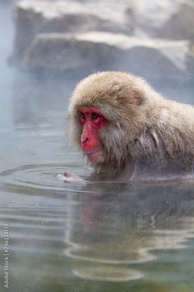 Naklejka premium Japanese Snow Monkey bathing in the thermal hot spring waters near Nagano, Japan