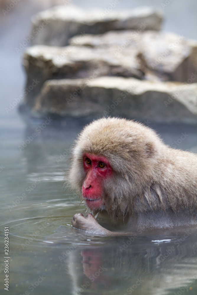 Naklejka premium Japanese Snow Monkey bathing in the thermal hot spring waters near Nagano, Japan