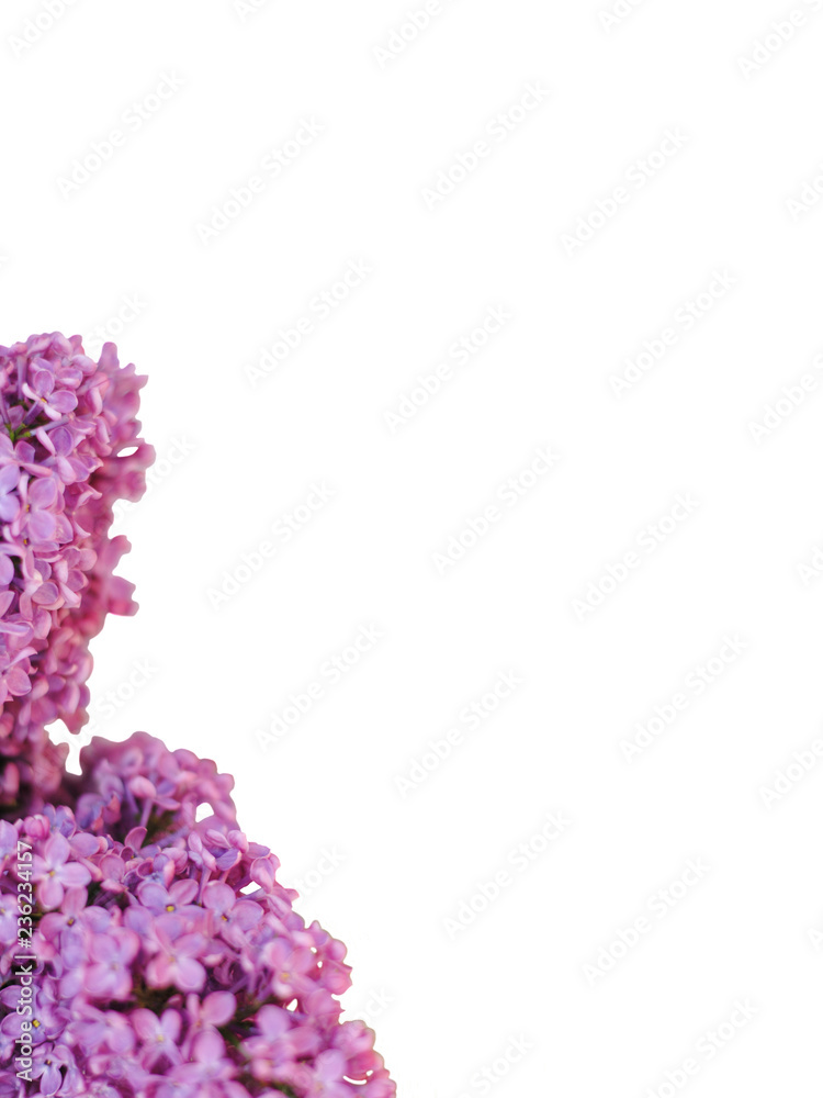 Flowers of pink lilac on a white background