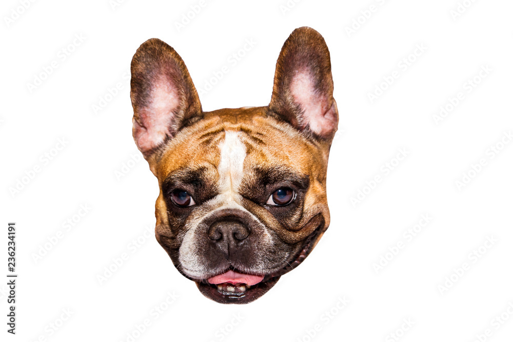 cut head of french bulldog on white background