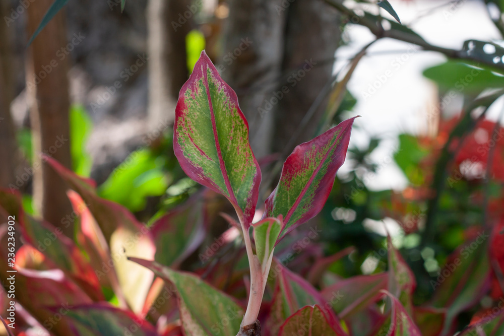 Aglaonema or Chinese Evergreen plant on blur nature background. Aglaonema or Chinese Evergreen plant on blur nature background.