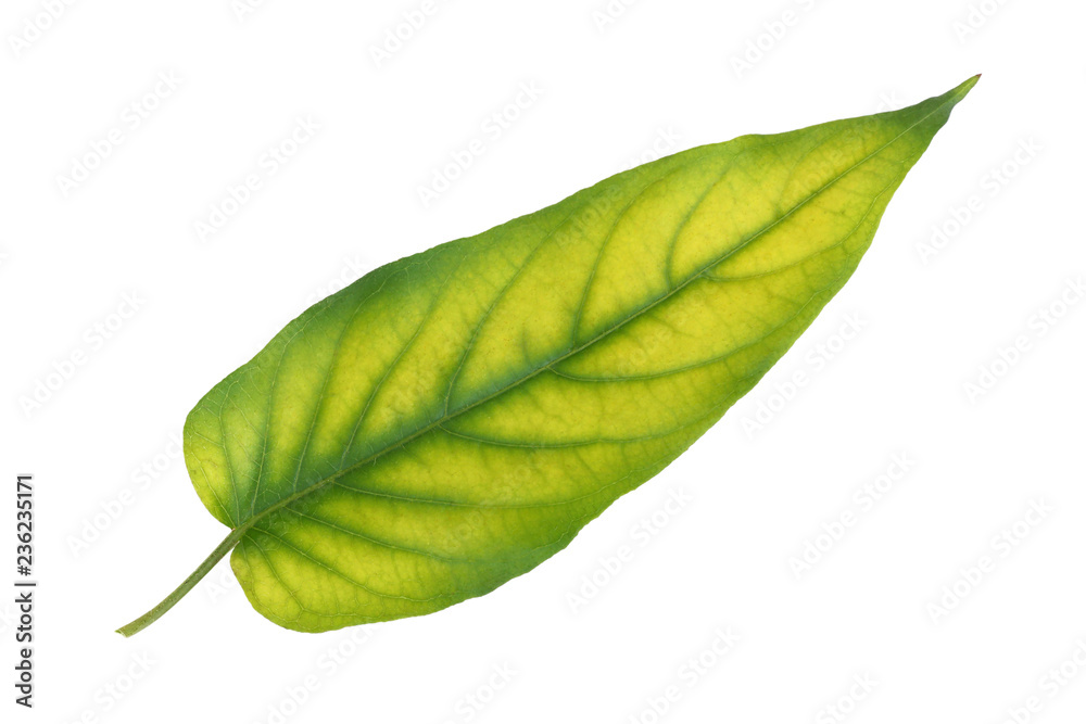 Obraz premium Green leaf with yellow pattern isolated on white background