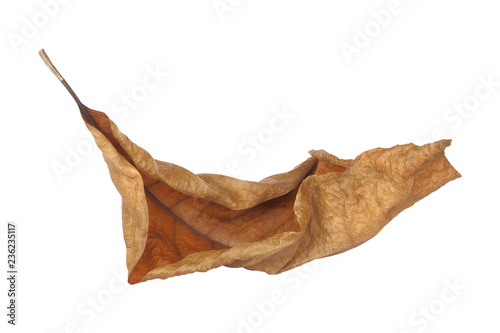 brown dry leaf isolated on white background