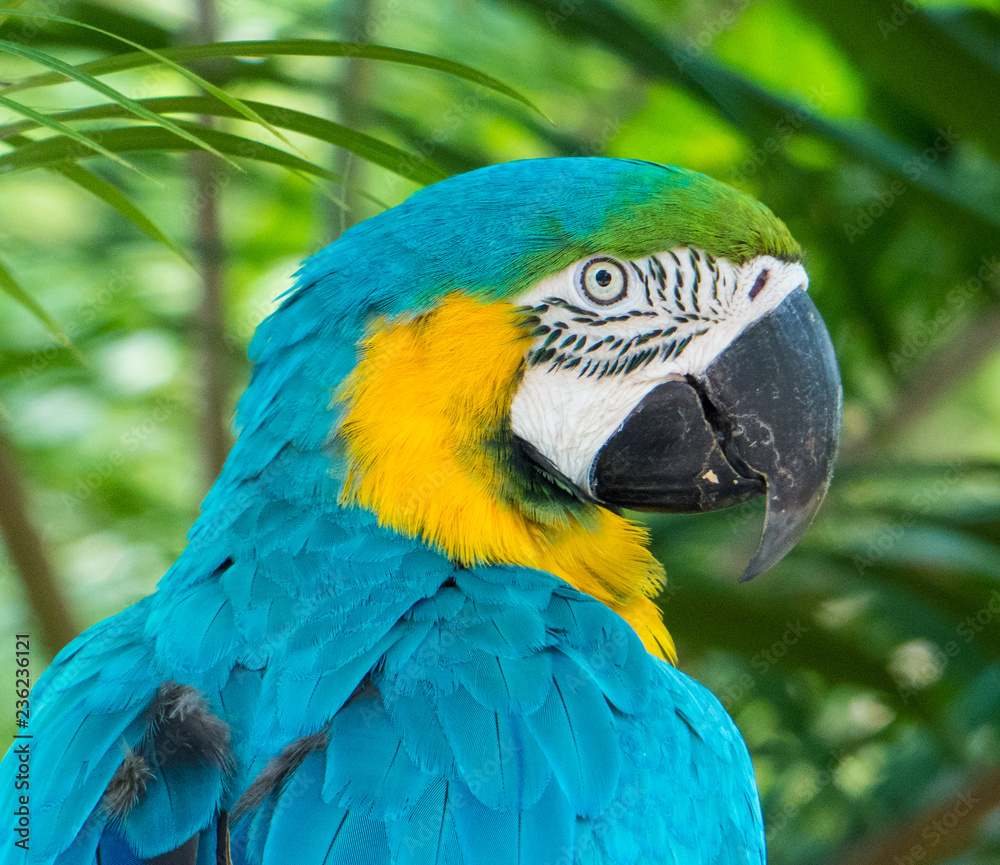 A Yellow and Blue Macaw at Australia Zoo