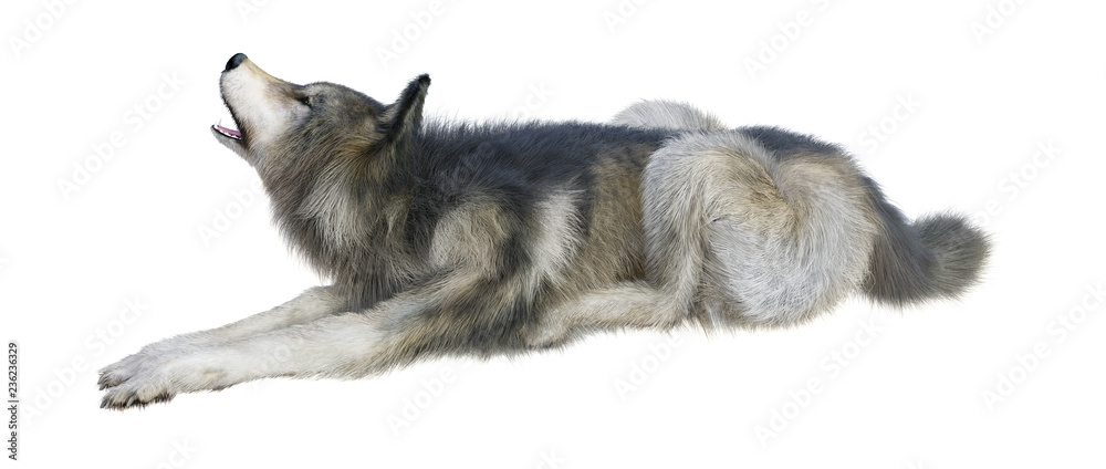 3D Rendering Gray Wolf on White 3D Rendering Gray Wolf on White
