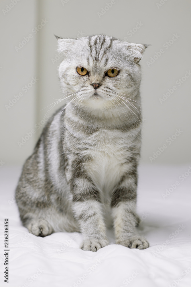 Cat sitting on white bed in the room. Cat sitting on white bed in the room.